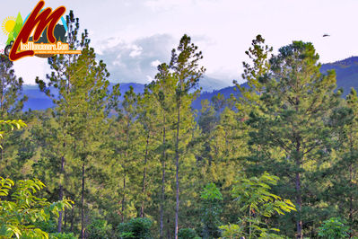 Pinos Verdes Moncion
Palabras clave: moncion;sajoma;losmoncionero;municipiomoncion;pinos;casabe