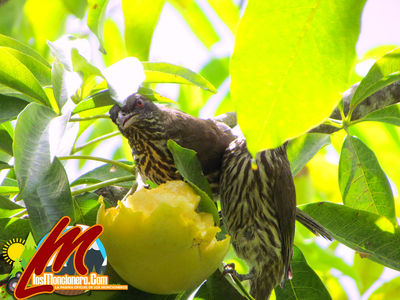 Ave Nacional Dominicana "Cigua Palmera" alimentandose en un Arbol De Pera 
Palabras clave: cigua;palmera;ave nacional;vitico;losmoncionero.com